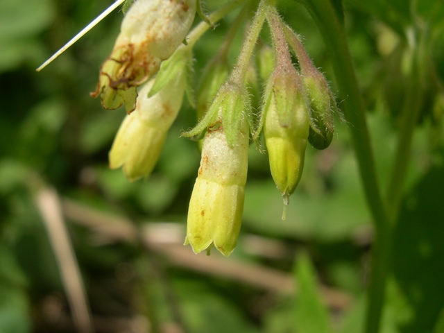Symphytum bulbosum e tuberosum a confronto